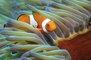 australien queensland great barrier reef clownfisch