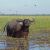 Australien/JAB/Wildman Wilderness Lodge/water buffalo