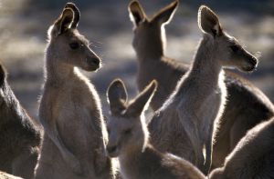 Australien/Bilder_Tiere_Kangaroo