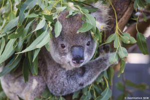 Australien/New-South-Wales/Koala