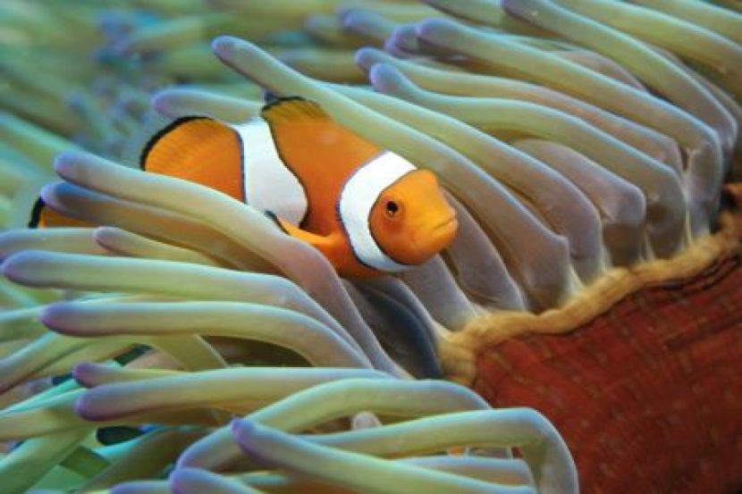 australien queensland great barrier reef clownfisch