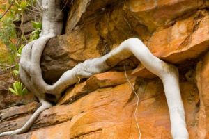 australien new territory rotes zentrum umbrawarra gorge nature park