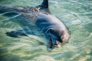 australien westaustralien monkey mia schwimmen mit delfinen450x300