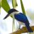 Australien/NT/Kingfisher