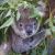 Australien/New-South-Wales/Sydney-Koala