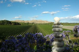 Neuseeland/Napier/Breckenridge Lodge_Weingärten