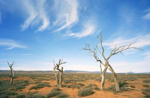 Australien/Reise zum Film/Flinders Ranges Trees