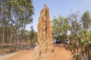Australien/RealAussie/TopEnd-Termite
