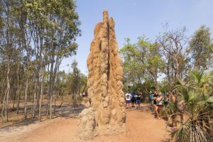 Australien/RealAussie/TopEnd-Termite