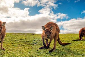 Australien/AAT-Kings/Kangaroo-Island
