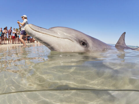 Friendly Monkey Mia bottlenose dolphins (Tursiops truncatus), located in the Shark Bay World Heritage Area.