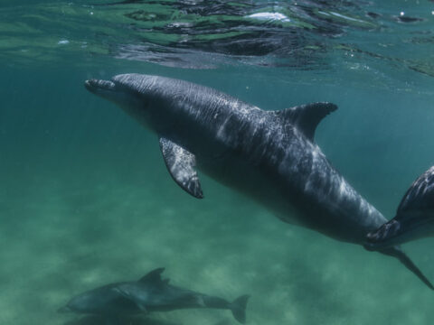 Swimming with dolphins at the Dolphin Discovery Centre
