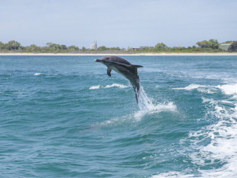 Dolphins seen on Perth Wildlife Encounters, Rockingham