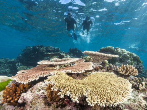 A couple snorkeling over colourful plate coral formations at Agincourt Reef