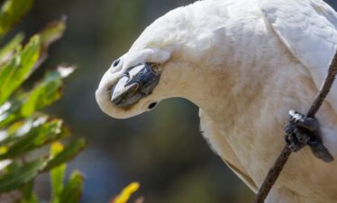 Adelaide bis Sydney: Südküste intensiv