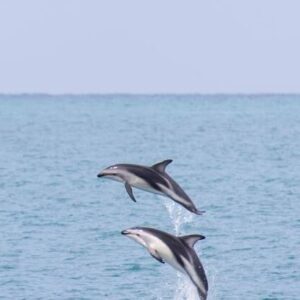 234070-kaikoura-canterbury