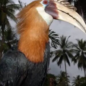 24hornbill0054