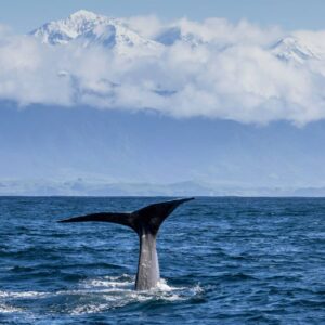 516648-kaikoura-canterbury