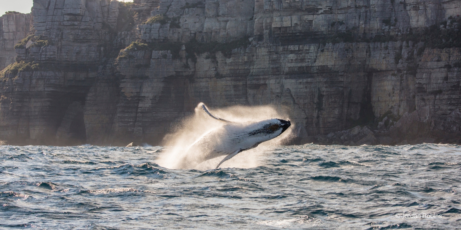 Whale Watching, Jervis Bay