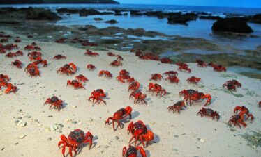 Christmas Island Crab Spawning & Cocos Island Experience