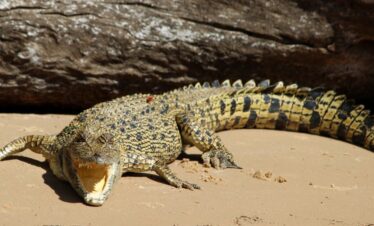 Kakadu Wildlife Adventure