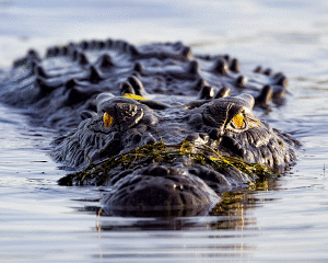 Australia Tours – Australien – A crocodile in the Kakadu National Park – copyright Tourism Australia – 1066198-134