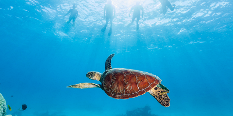 Australia Tours - Australien - Agincourt Reef, Port Douglas - copyright Tourism Australia - 1022697-134