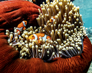 Australia Tours – Australien – Great Barrier Reef, Cairns – copyright Tourism Australia – 1058333-134