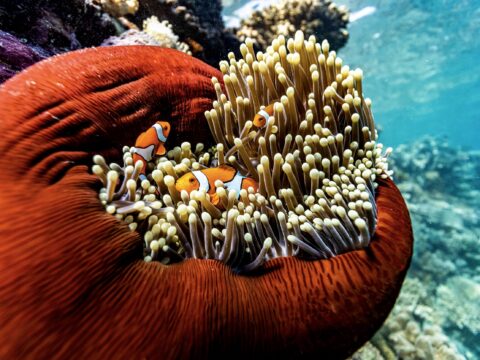 Australia Tours - Australien - Great Barrier Reef, Cairns - copyright Tourism Australia - 1058333-134