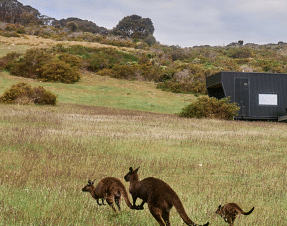 Kangaroo Island ganz privat: Tierisch schön im Tiny Home