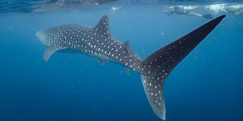 Australia Tours - Australien - Ningaloo Reef, Coral Coast - copyright Tourism Australia - 1077165-134