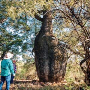 Australia Tours – Australien, Outback Queensland – BBE-LLR-mt-abundance-bottle-tree