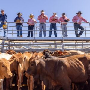 Australia Tours – Australien, Outback Queensland – BBE-LLR-saleyards
