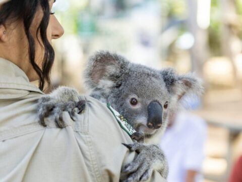 Wildlife sanctuary set in tropical bushland with native animals including koalas and crocodiles