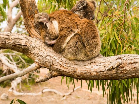 Koalas, Mikkira Station