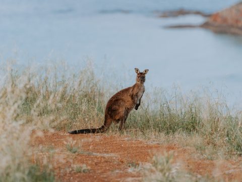 Wander on Kangaroo Island