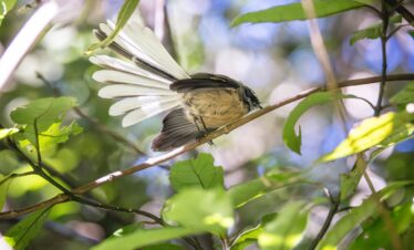Kleingruppen-Reise: Naturwunder Neuseeland (deutschspr.)