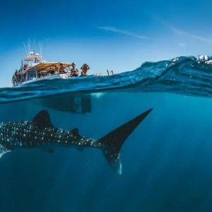 Australia Tours – Exmouth Dive and Whalesharks Ningaloo Reef