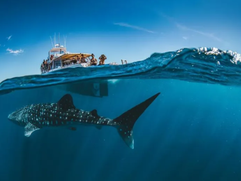 Australia Tours - Exmouth Dive and Whalesharks Ningaloo Reef