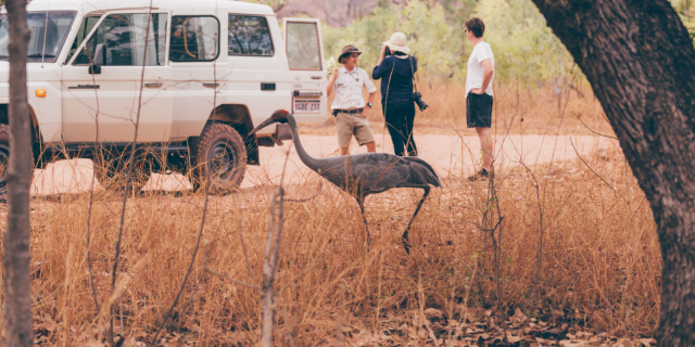 Australia Tours – HeliSpirit – Luxury Helisafari Kimberleys – El Questro Homestead – ELQ-SceneryBrolgas