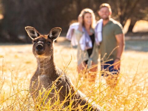 Australia Tours - Kangaroo Island Sea Dragon - Australia Tours - Australien - Südaustralien Kangaroo Island - SDKI_HIGH RES_Wildlife on Sea Dragon - Guests with kangaroo_Copyright Sea Dragon Kangaroo Island (1)