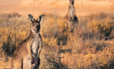 Legendäre Pacific Coast: Roadtrip Sydney nach Byron Bay
