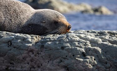 Faszination Australien & Neuseeland: Naturwunder, Kultur & Küsten