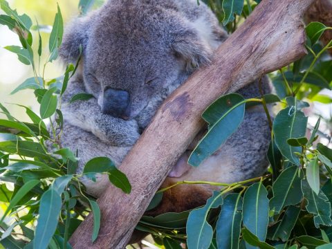 Koala sitting in a gum tree at the Port Macquarie Koala Hospital.