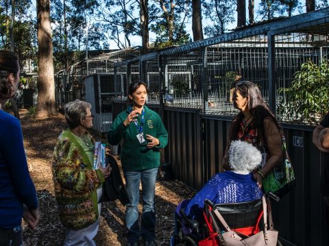 Volunteer running a guided tour of the Koala Hospital in Port Macquarie.