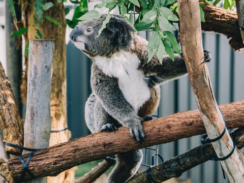 Resident koala at the Koala Hospital in Port Macquarie.