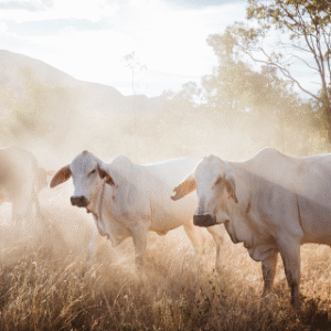 Australia Tours – Queensland Mt Mulligan Lodge – Mt-Mulligan-Lodge_Northern-Outback-Queensland_Cattle-Station