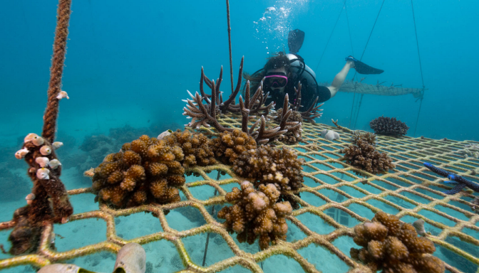 Australia Tours - Queensland - passions-of-paradise-citizen-science-tour