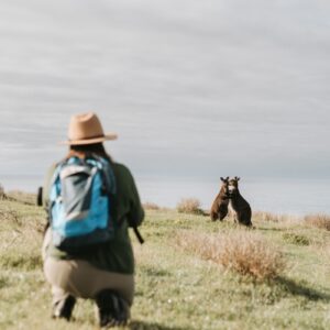 Australia Tours – Südaustralien – Cape Willoughby Kangaroo Island 262937-166