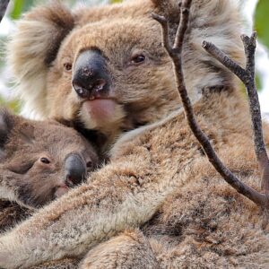 Australia Tours – Südaustralien – Kangaroo Island 155241-166